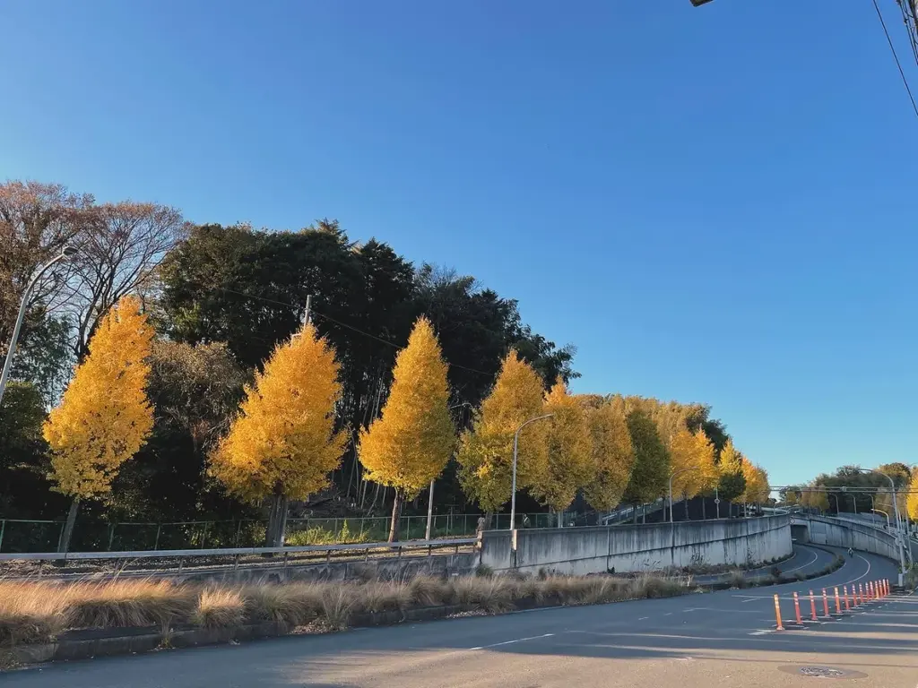 イチョウの並木道
