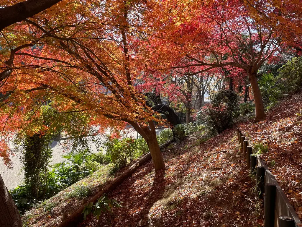 紅葉