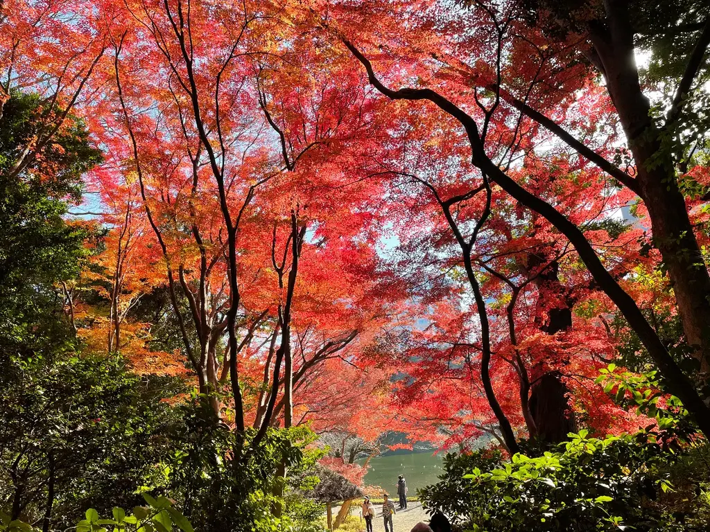 真っ赤に染まった紅葉