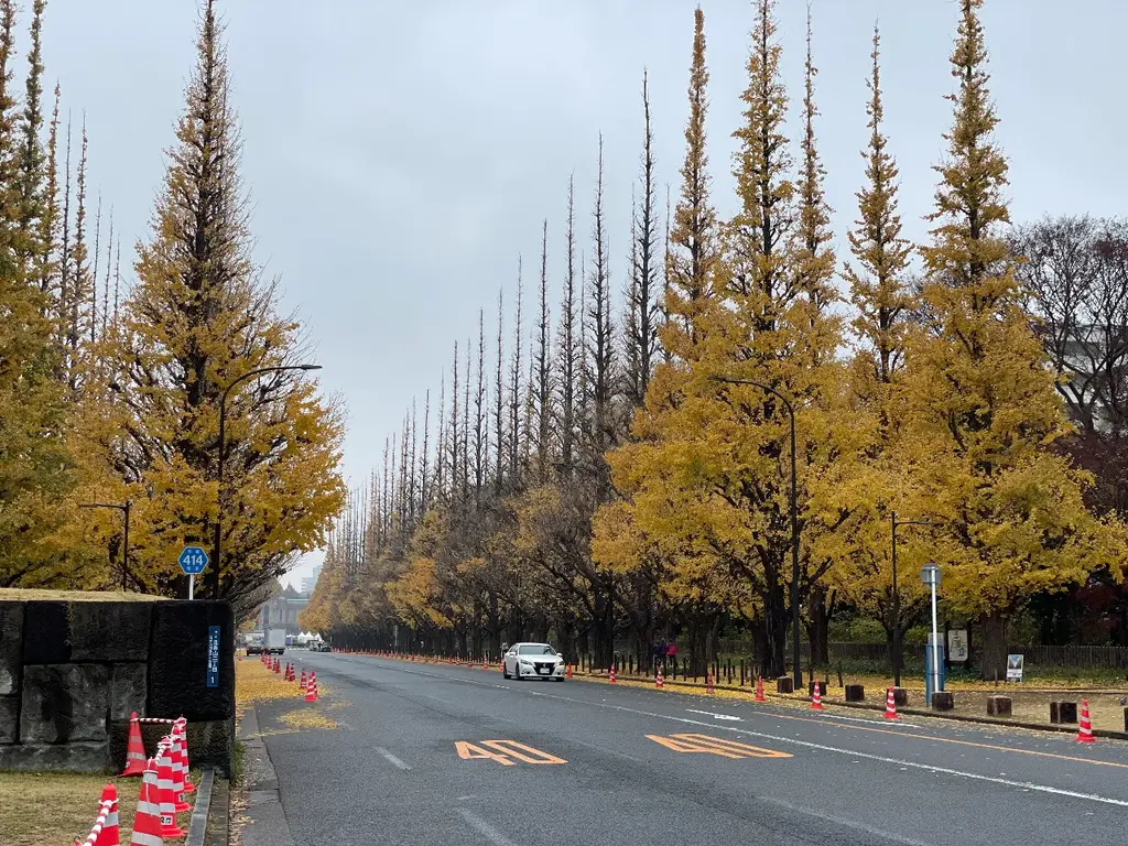 外苑前のイチョウ並木 紅葉している
