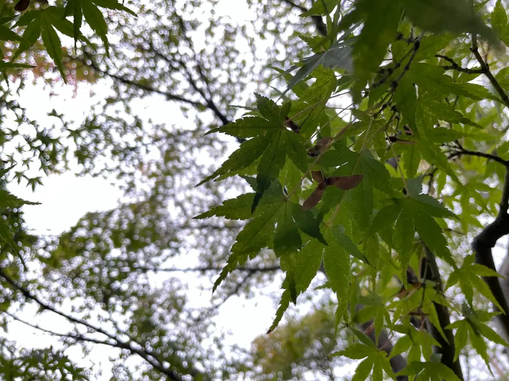 楓に種がついてる。