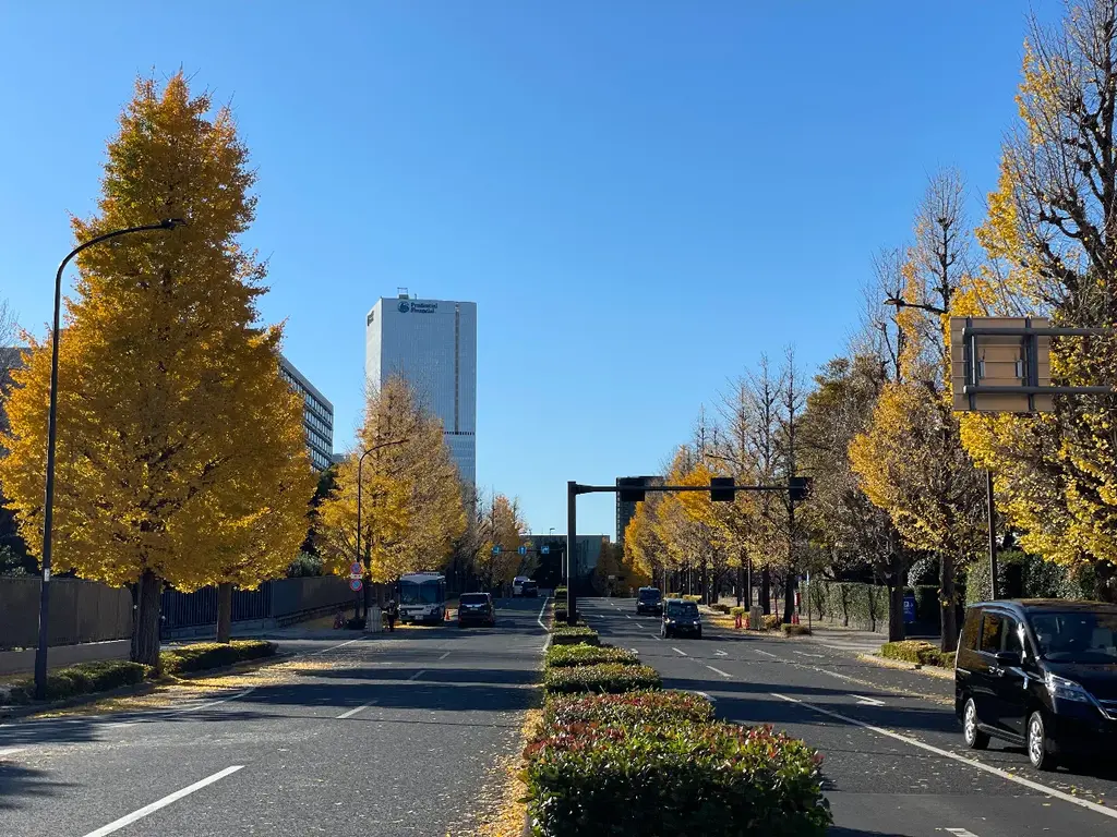 キレイに紅葉したイチョウ並木