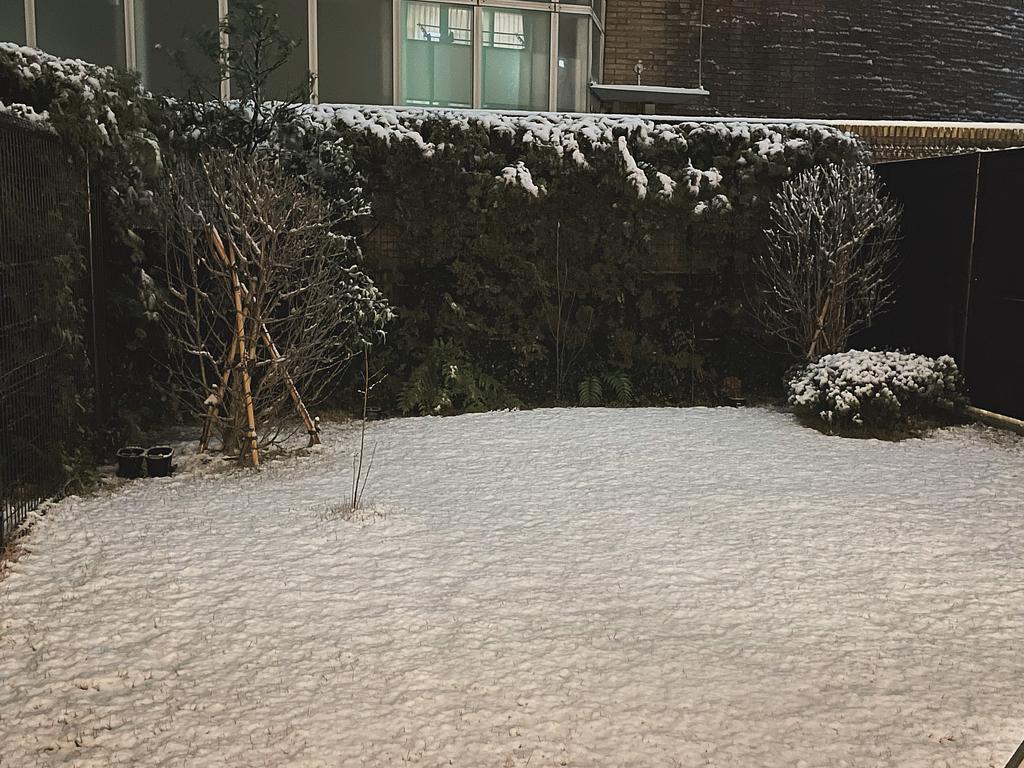 雪で覆われた庭