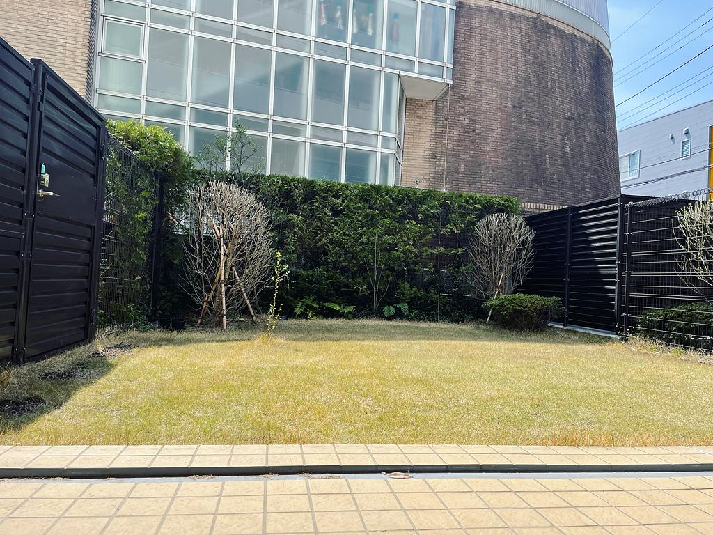 芝生、サイドに目土の跡がある