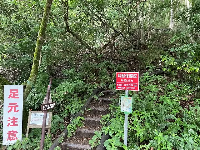 登山口 木の階段がある 鬱蒼としている