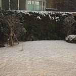 雪で覆われた庭